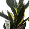 Sansevieria black gold GardenView Nursery