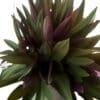 Tradescantia-spathacea_GardenView-Nursery