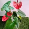 GardenView Nursery_Anthurium Flamingo