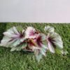 GardenView Nursery_Begonia Rex