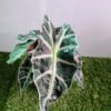 GardenView Nursery_Alocasia Amazonica