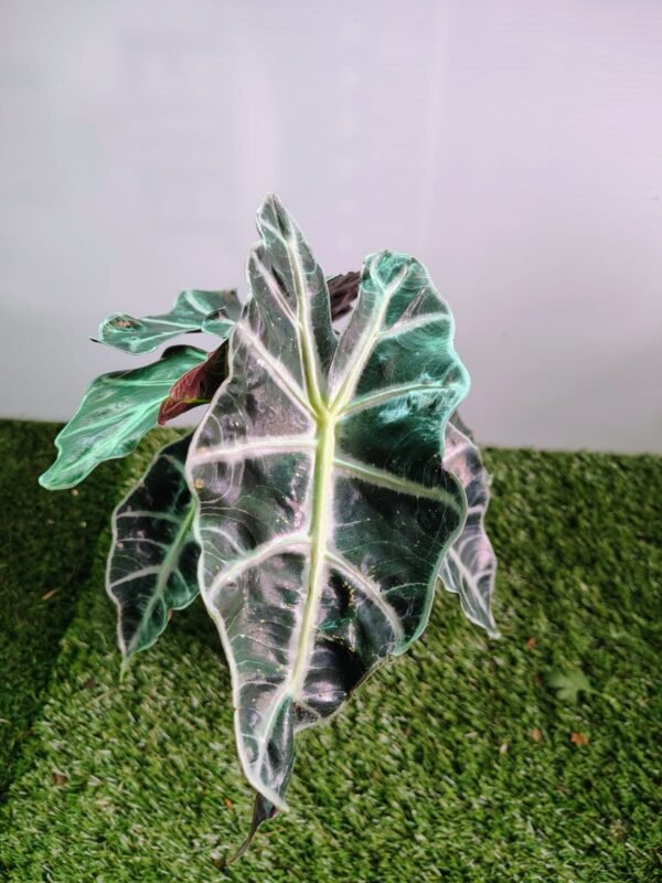 GardenView Nursery_Alocasia Amazonica