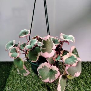 GardenView Nursery_Saxifraga
