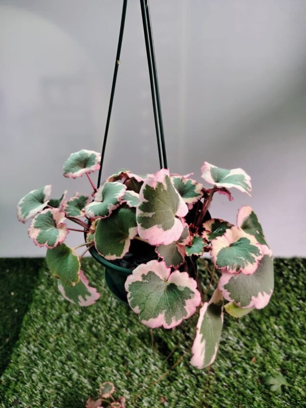 GardenView Nursery_Saxifraga