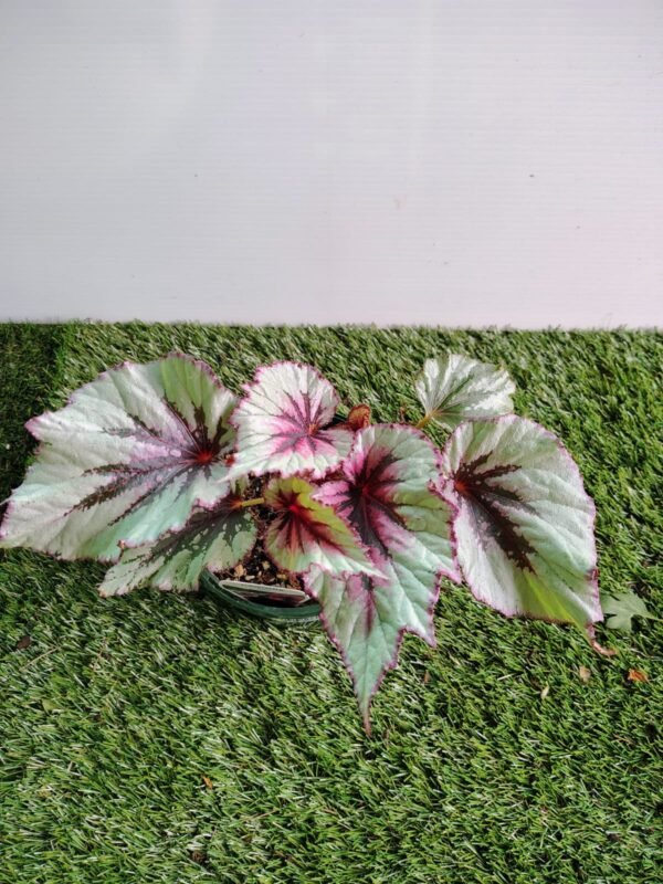 GardenView Nursery_Begonia Rex