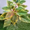 GardenView Nursery_Poinsettia