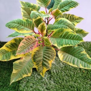 GardenView Nursery_Poinsettia