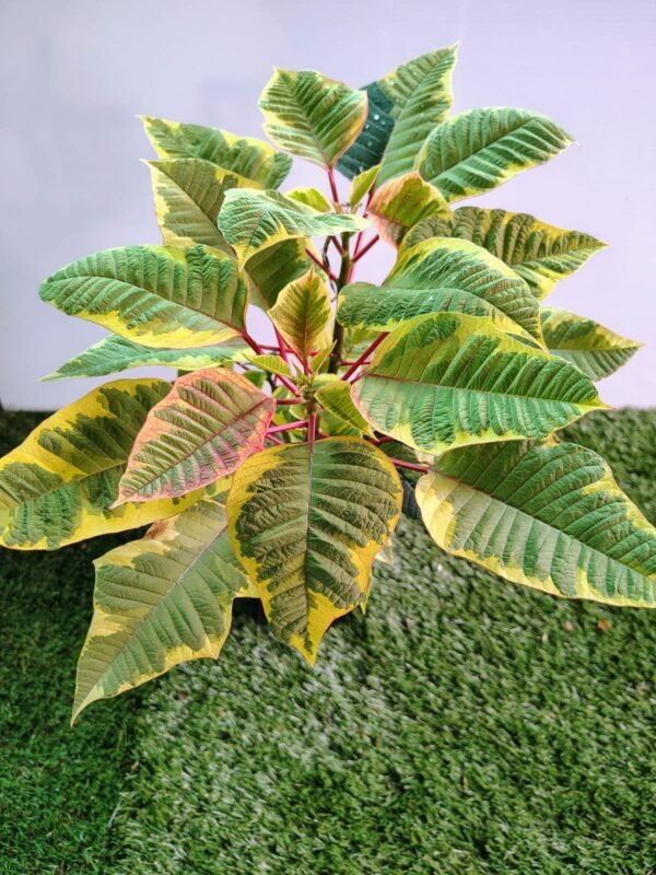 GardenView Nursery_Poinsettia