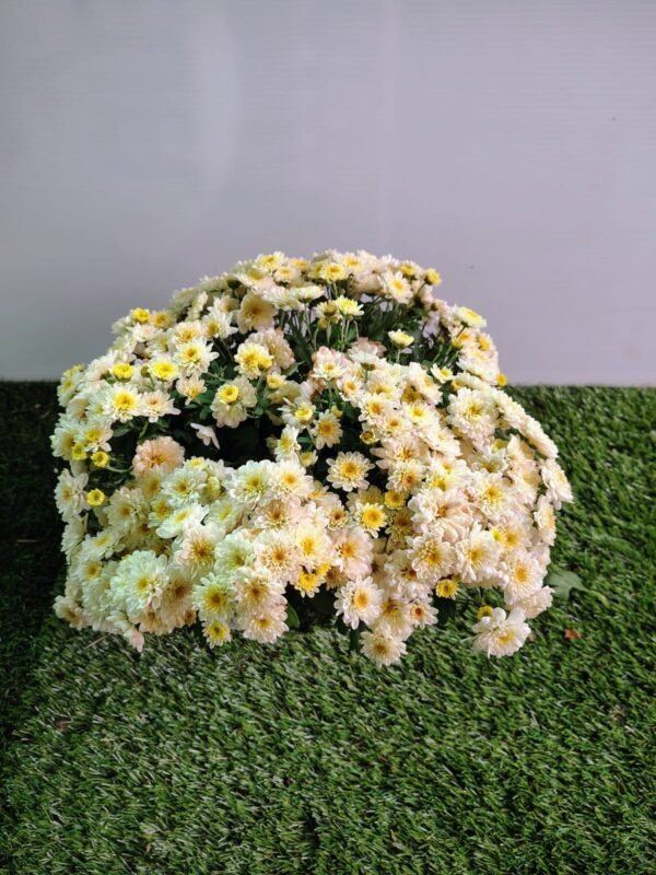 GardenView Nursery_Chrysanthemum Assorted