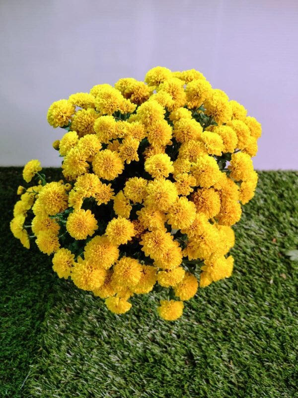 GardenView Nursery_Chrysanthemum Assorted