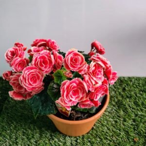GardenView Nursery_Begonia Elatior Assorted