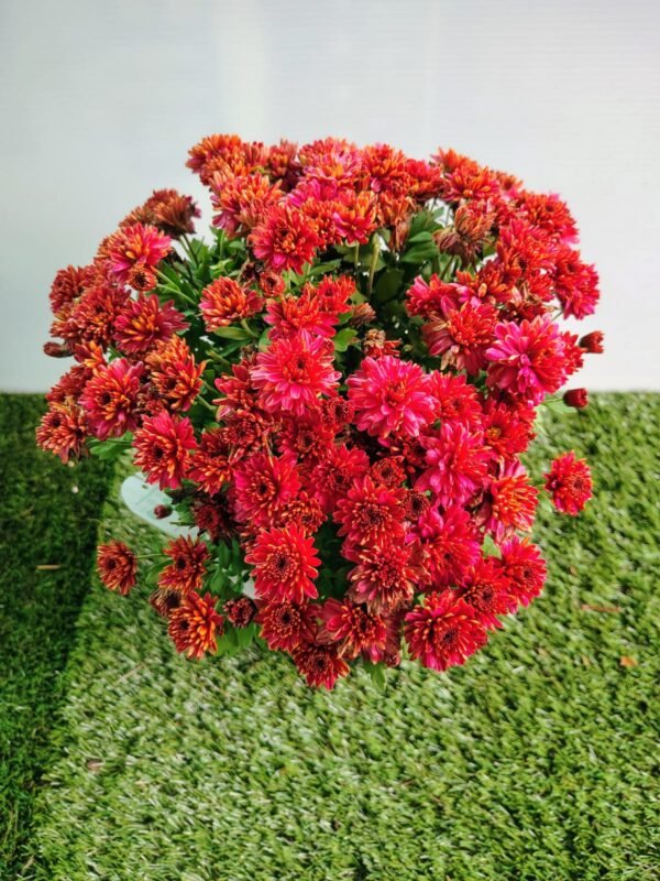 GardenView Nursery_Chrysanthemum Assorted