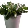 crassula-ovata_GardenView-Nursery