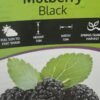 Black Mulberry_GardenView Nursery.