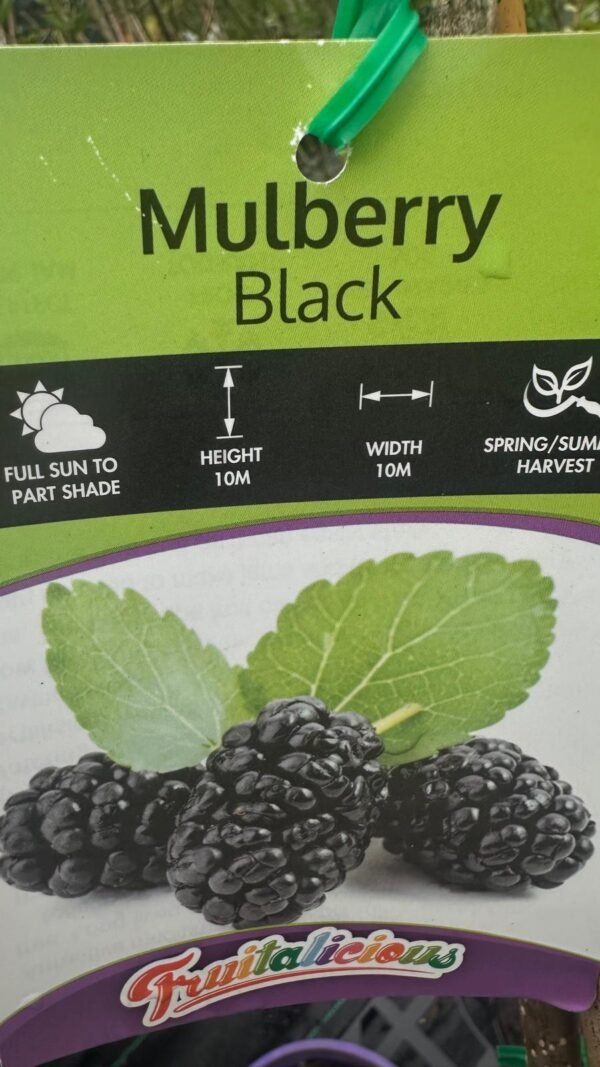 Black Mulberry_GardenView Nursery.