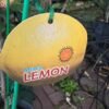 Lemon-Meyer-Dwarf_GardenView-Nursery