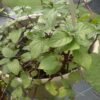 Mint Chocolate_GardenView Nursery