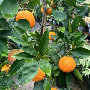 Orange Valencia Seedless