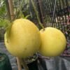 Pomelo_GardenView-Nursery