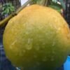 Tangelo-Seminole_GardenView-Nursery