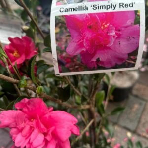 CAMELLIA-SASANQUA-SIMPLY-RED-GardenView-Nursery