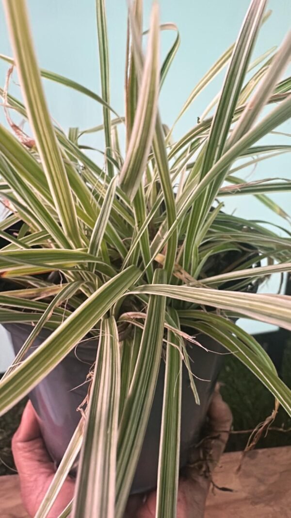CAREX-MORROWII-BOOT_GardenView-Nursery