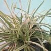CAREX-MORROWII-BOOT_GardenView-Nursery