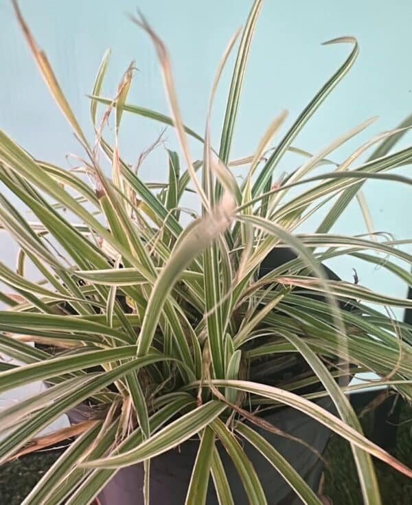 CAREX-MORROWII-BOOT_GardenView-Nursery