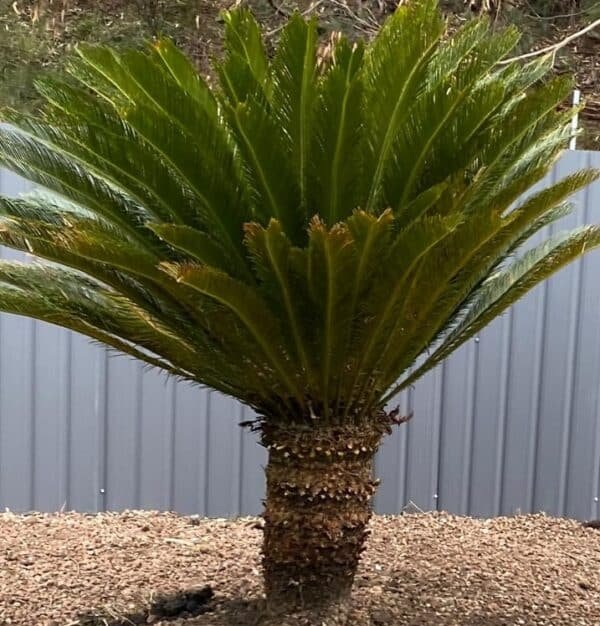 CYCUS-REVOUTA_GardenView-Nursery