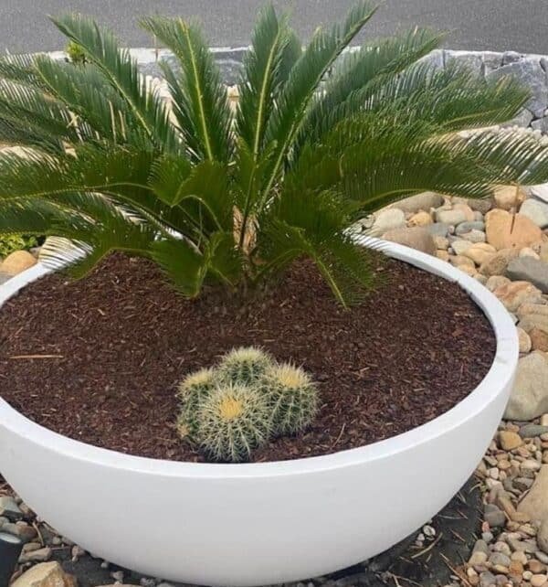 CYCUS-REVOUTA_GardenView-Nursery