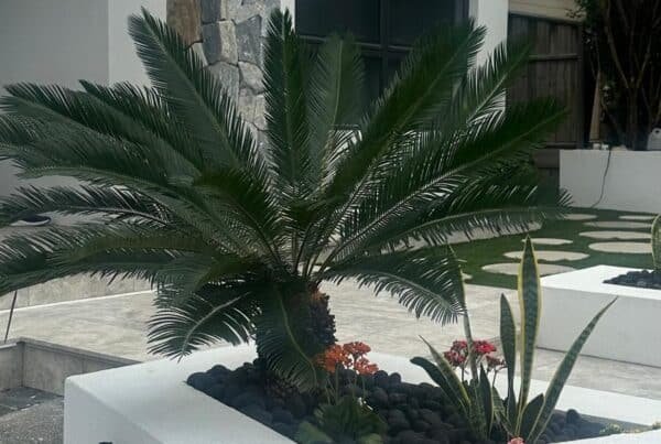 CYCUS-REVOUTA_GardenView-Nursery