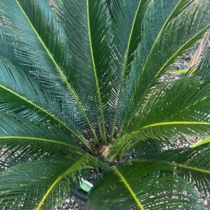 CYCUS-REVOUTA_GardenView-Nursery