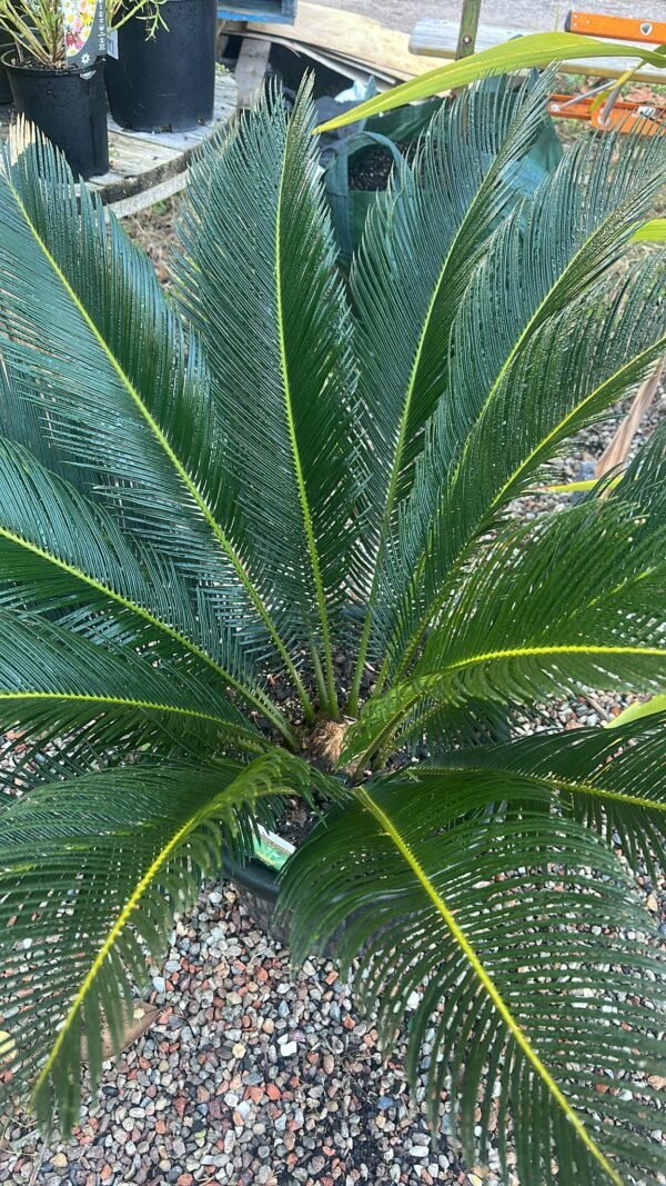 CYCUS-REVOUTA_GardenView-Nursery