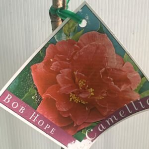 Camellia Sasanqua Bob Hope_GardenView Nursery