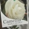 Camellia Sasanqua Early Pearly_Gardenview Nursery