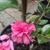 Camellia-Sasanqua-Marge-Miller_GardenView-Nursery