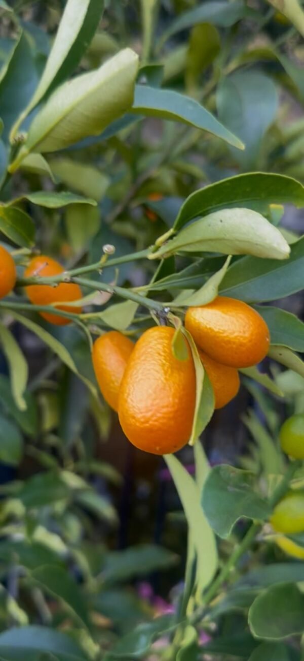 Cumquat-Nagami-Oval_GardenView-Nursery