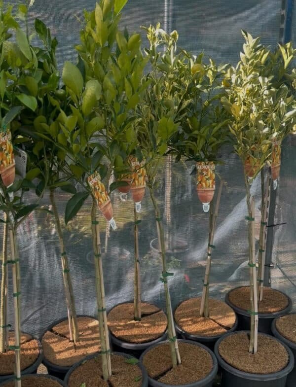 Cumquat-Nagami-Oval_GardenView-Nursery