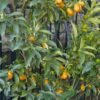 Cumquat-Nagami-Oval_GardenView-Nursery