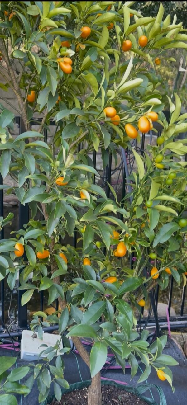 Cumquat-Nagami-Oval_GardenView-Nursery
