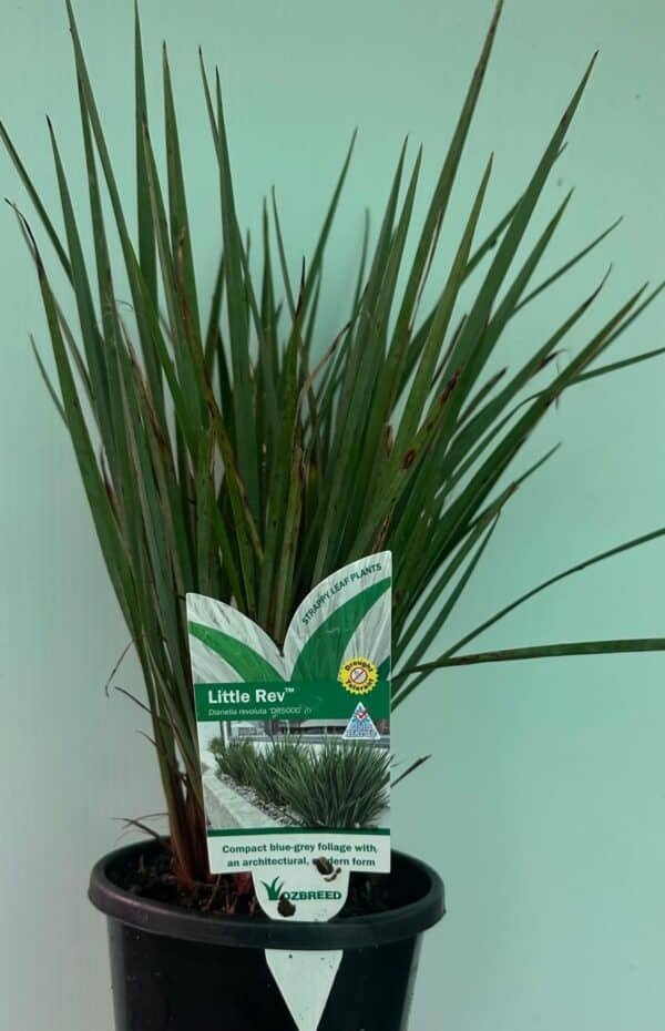 Dianella-caerulea-Little-Rev_GardenView-Nursery