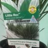 Dianella-caerulea-Little-Rev_GardenView-Nursery