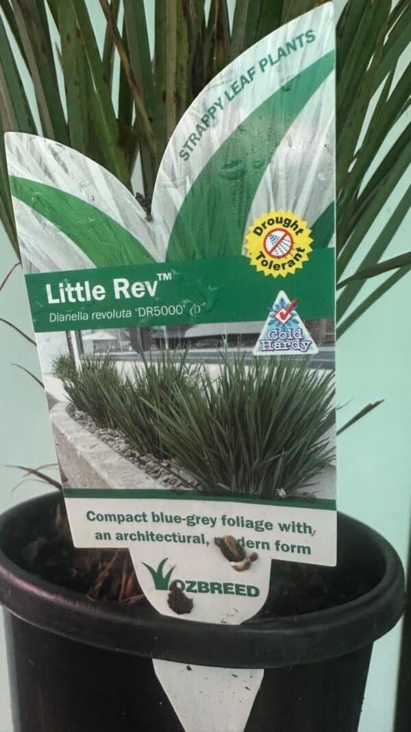 Dianella-caerulea-Little-Rev_GardenView-Nursery
