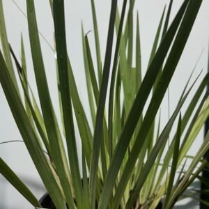 Dietes-Iridioides-White-Tiger_Gardenview-Nursery