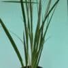 Dietes Iridioides Gardenview nursery - GardenView Plant Nursery