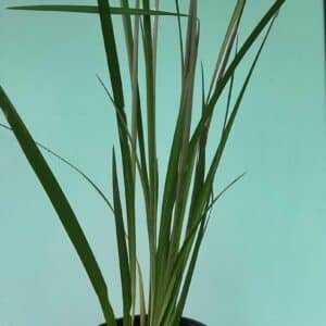 Dietes Iridioides