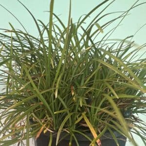 Dwarf Mondo Grass_Gradenview nursery