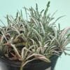 Dymondia margaretae Silver Carpet_GardenView Nursery