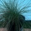 Festuca Glauca Blue Fescue_GardenView Nursery