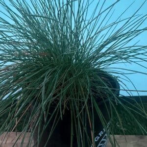 Festuca Glauca Blue Fescue_GardenView Nursery